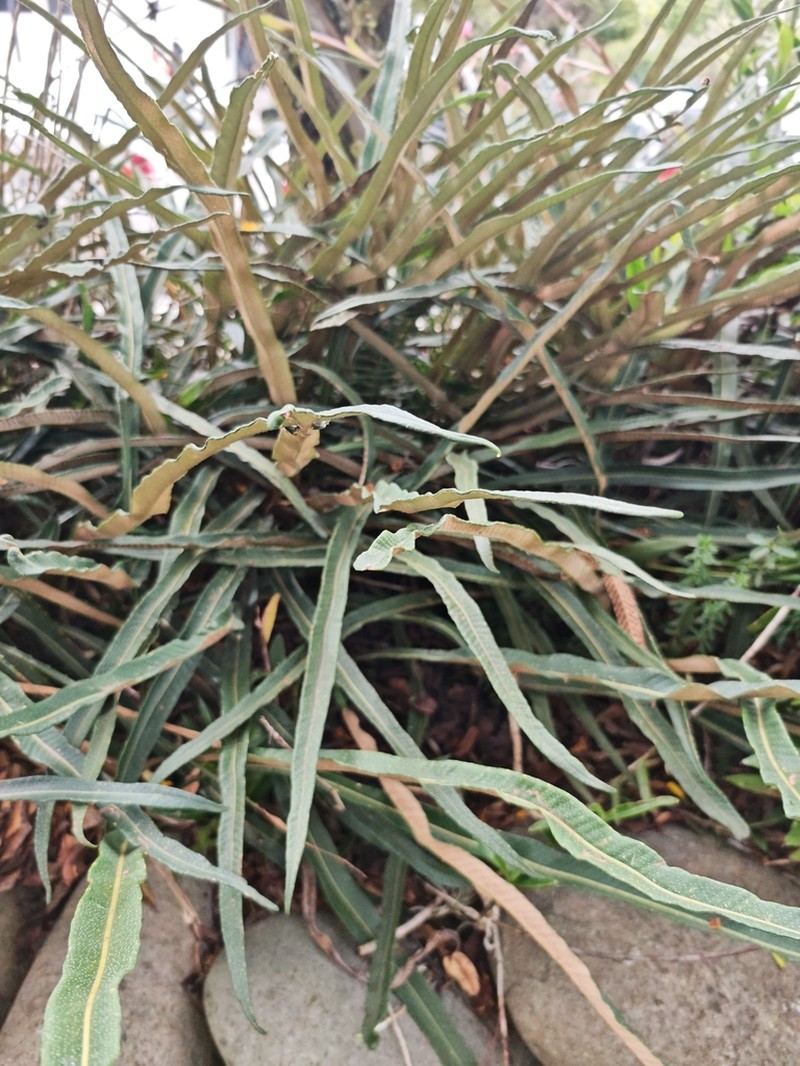 Niphidium longifolium photo 4