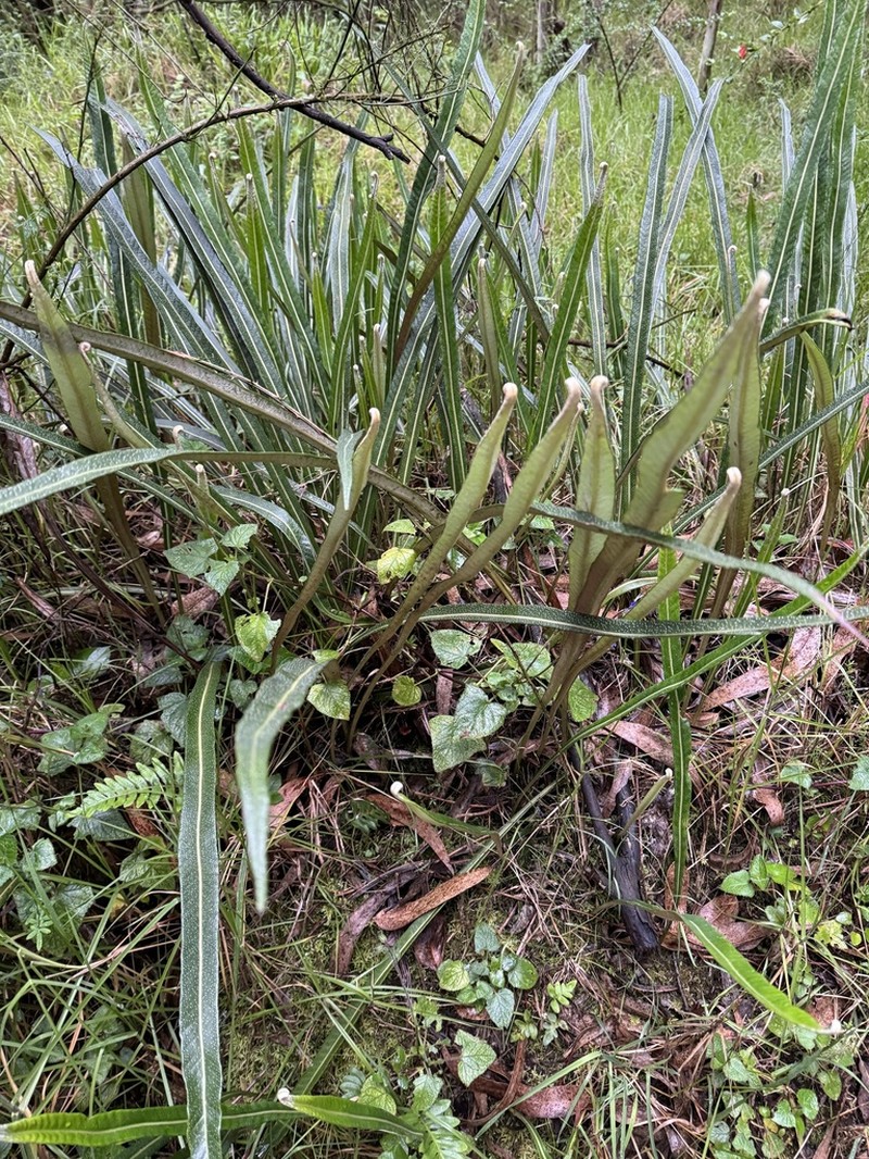 Niphidium longifolium photo 5