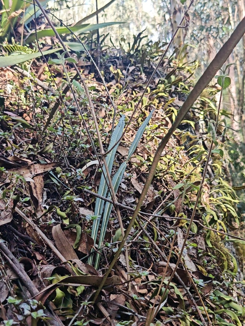 Niphidium longifolium photo 6