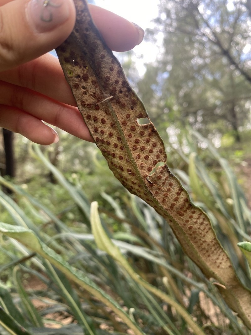Niphidium longifolium photo 7