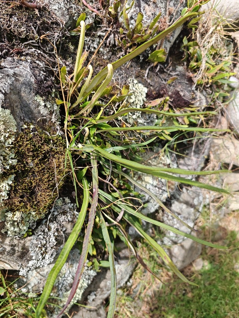 Niphidium longifolium photo 8