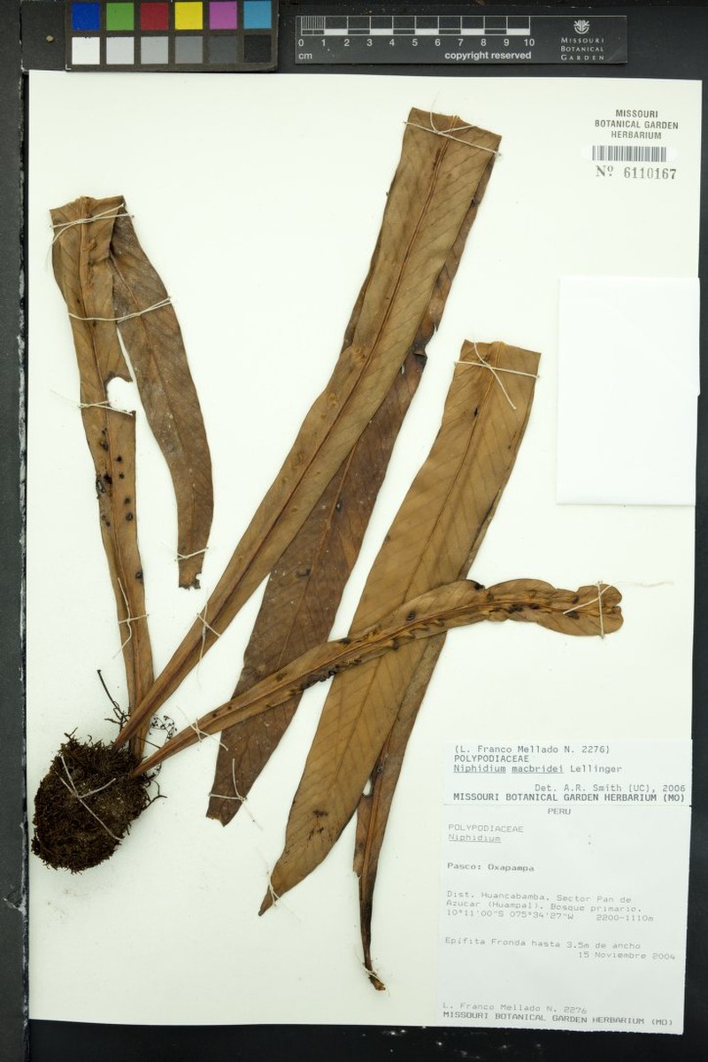 Niphidium macbridei photo 2
