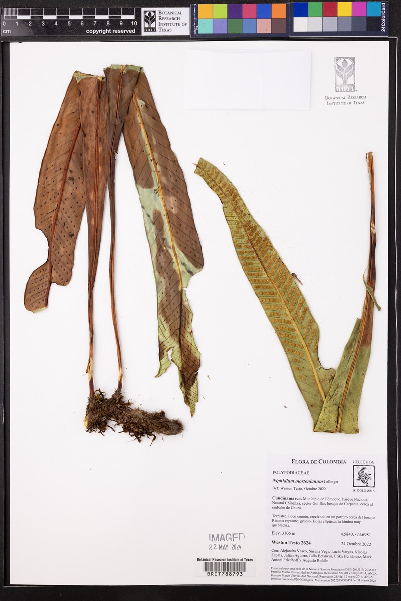 Niphidium mortonianum