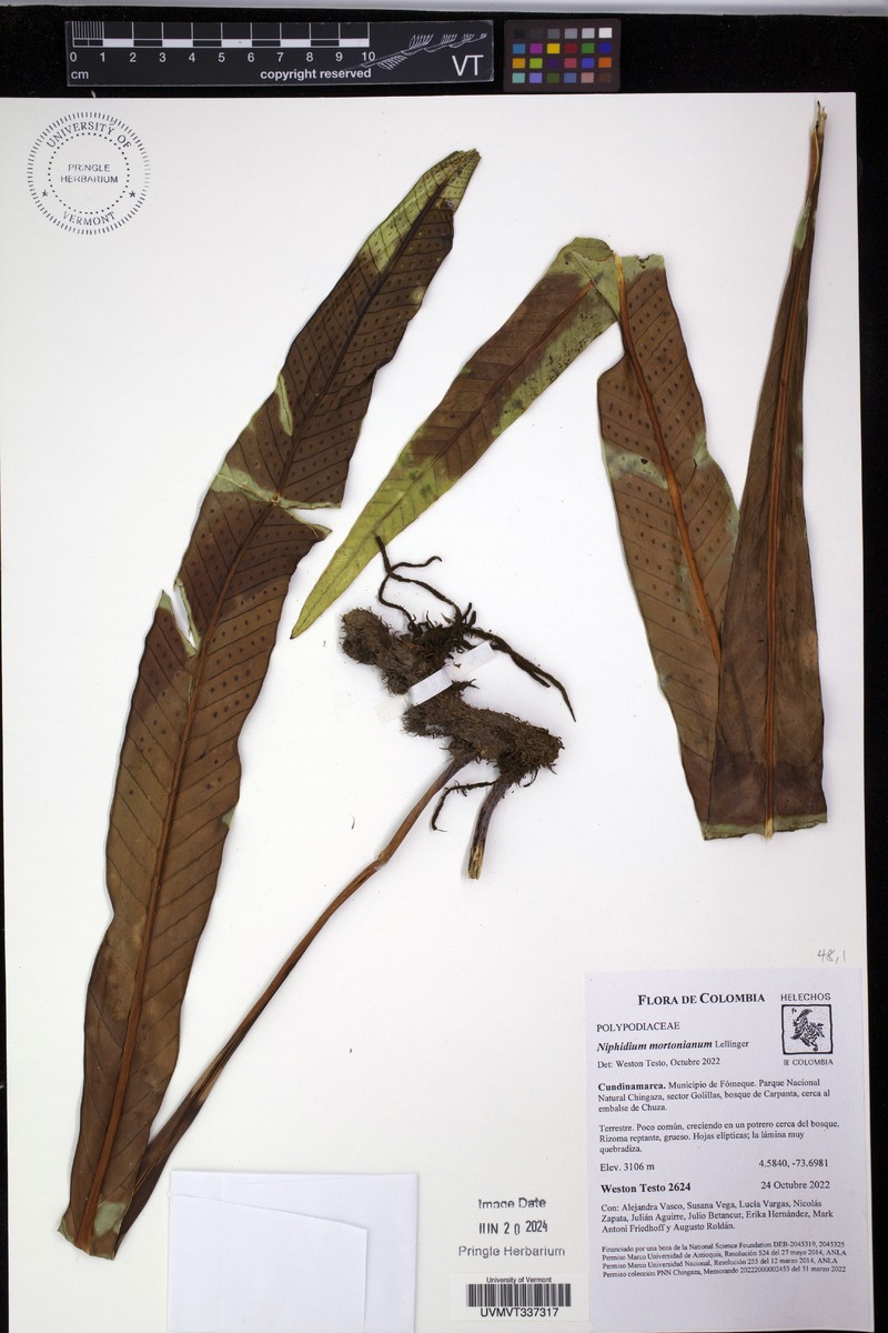 Niphidium mortonianum photo 2