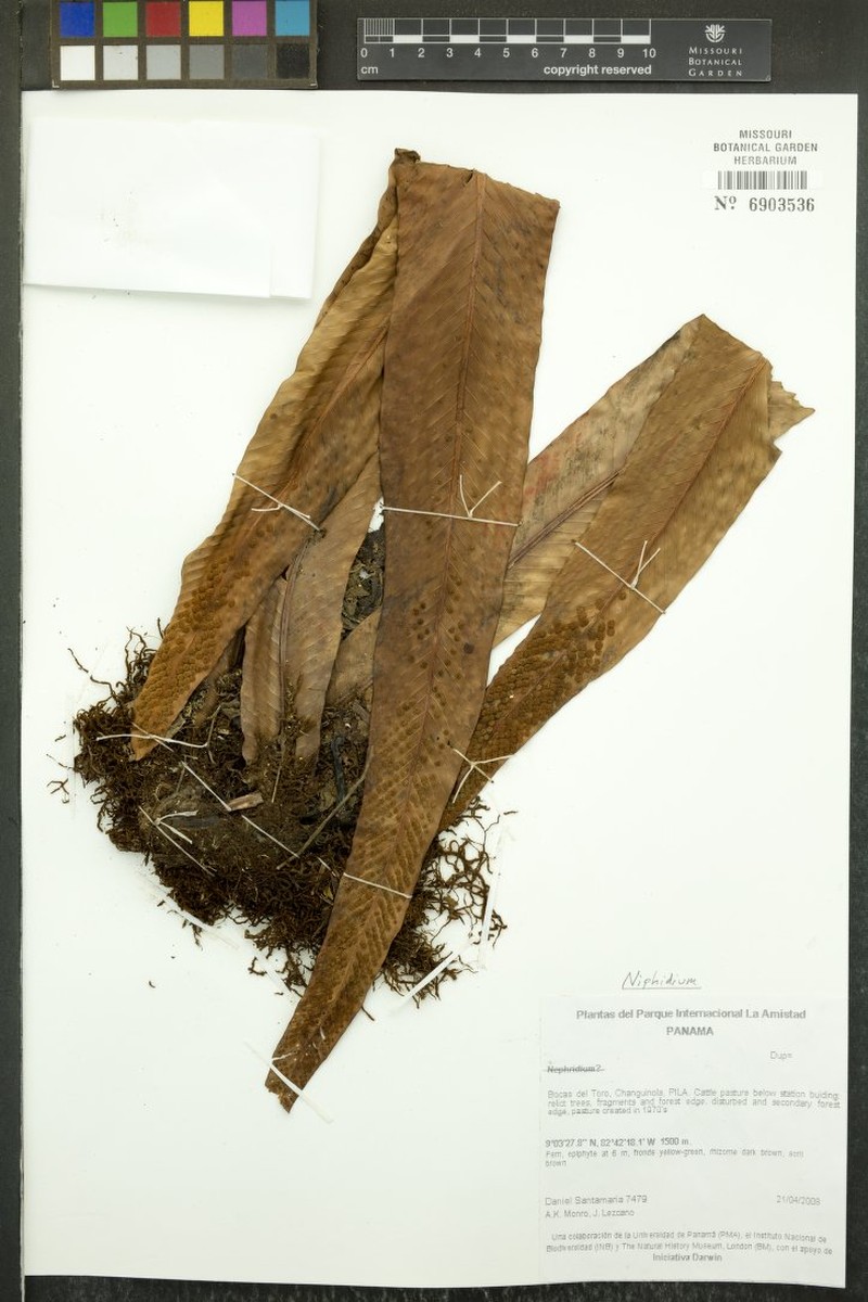 Niphidium nidulare