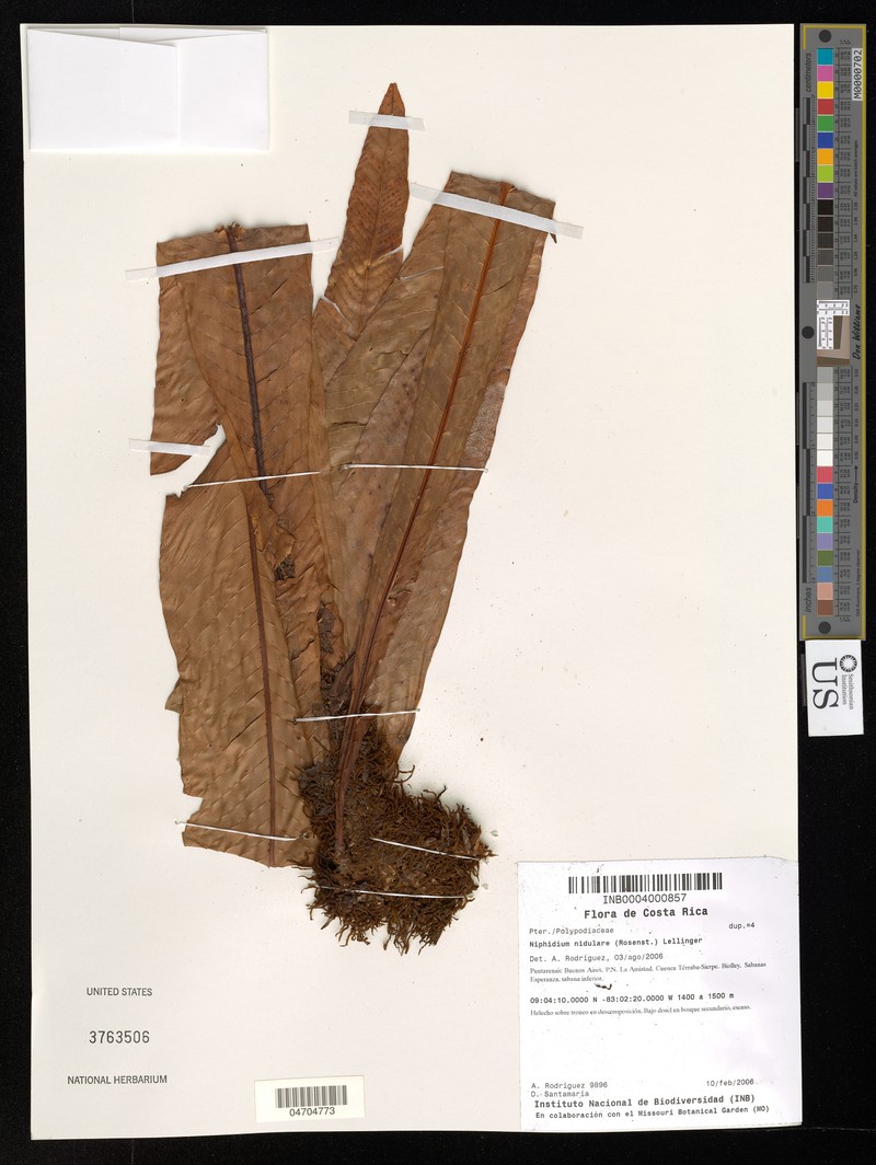 Niphidium nidulare photo 2
