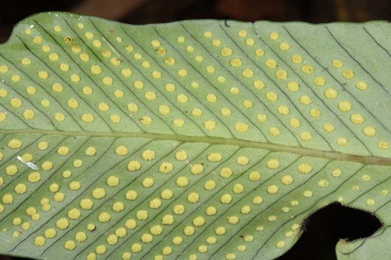 Niphidium oblanceolatum