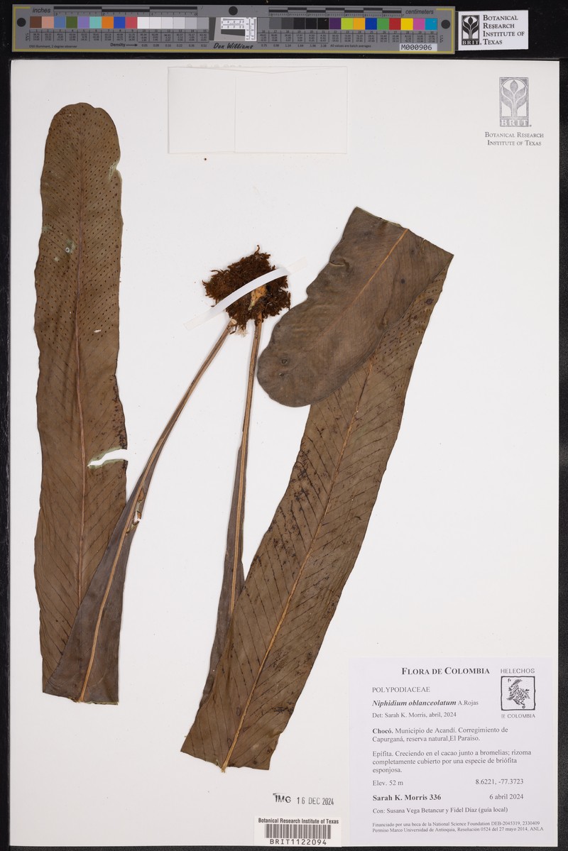 Niphidium oblanceolatum photo 2