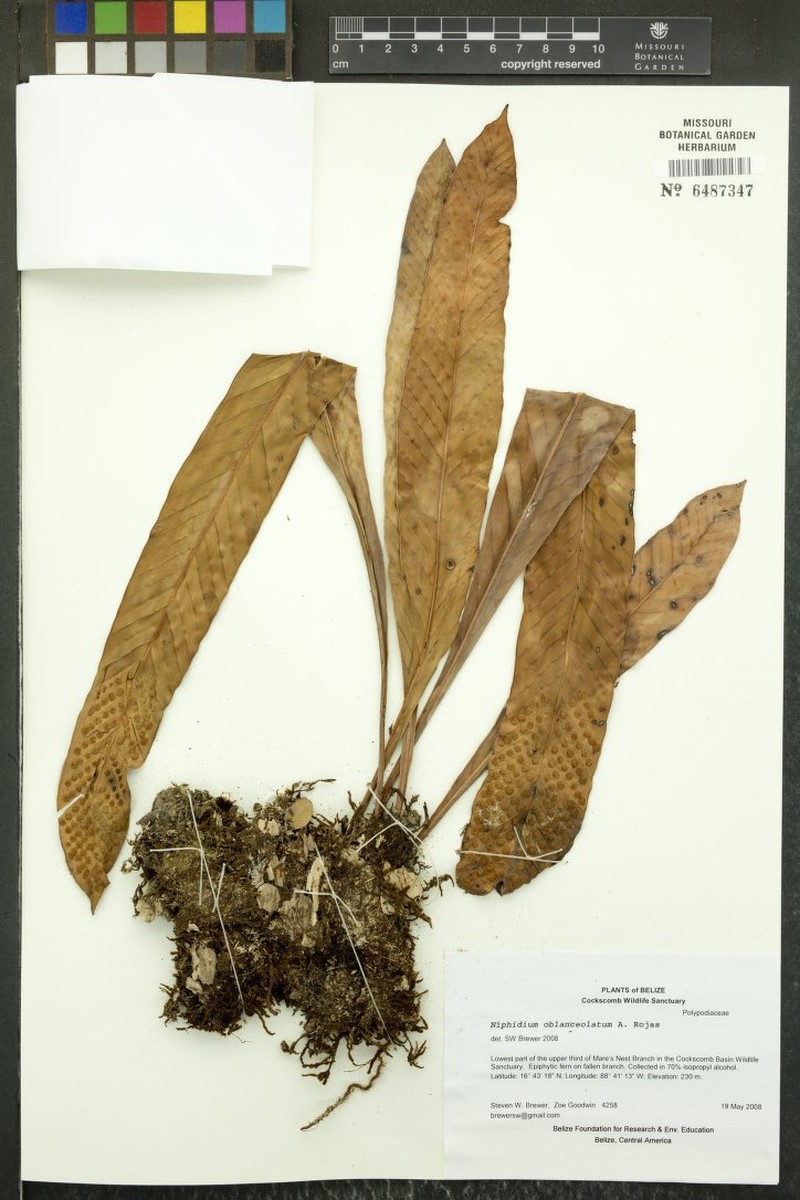 Niphidium oblanceolatum photo 3