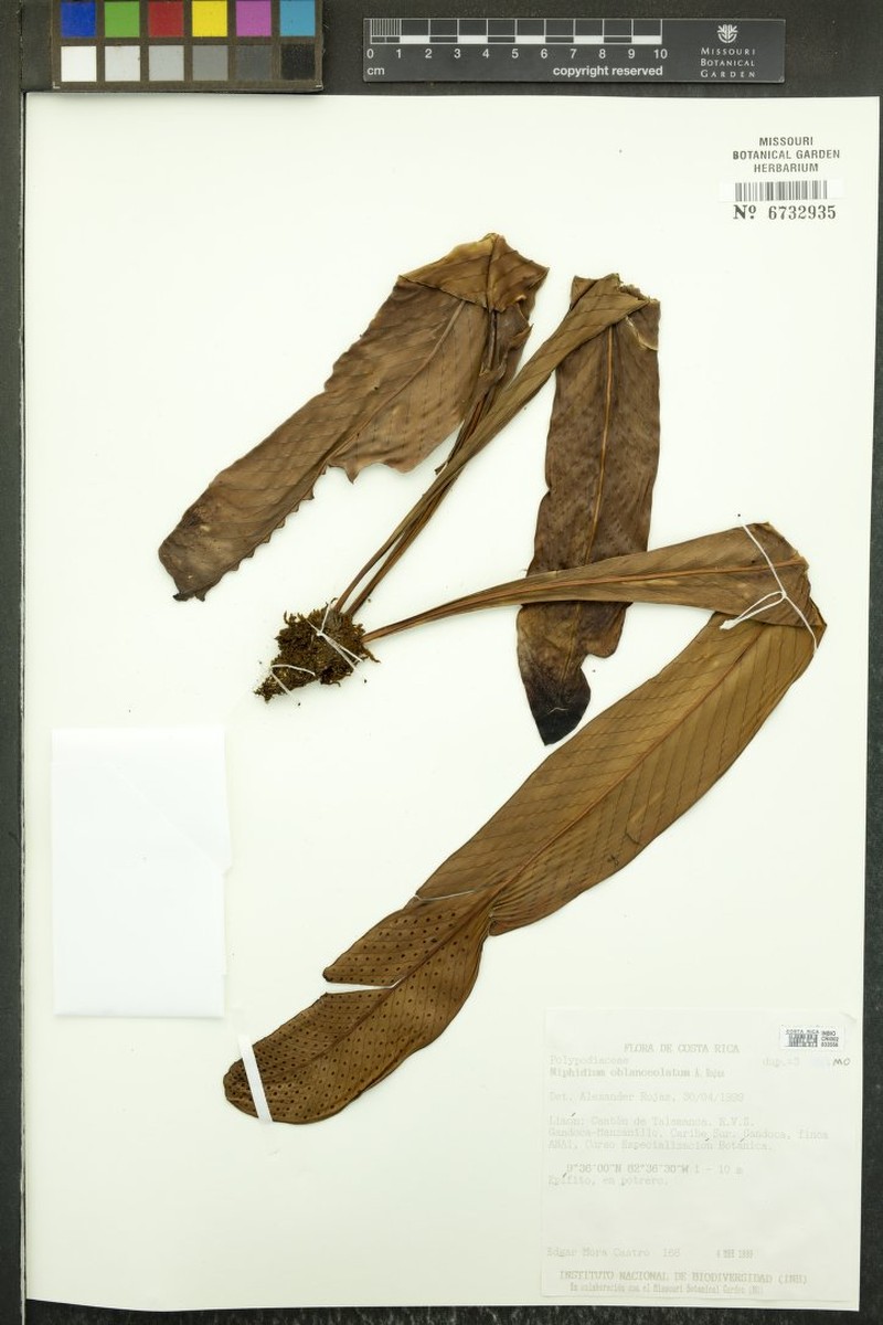 Niphidium oblanceolatum photo 4