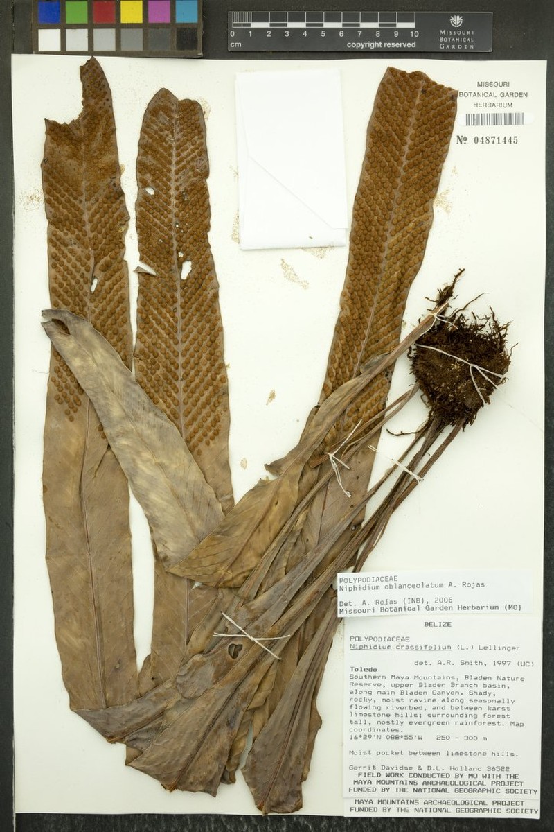 Niphidium oblanceolatum photo 5