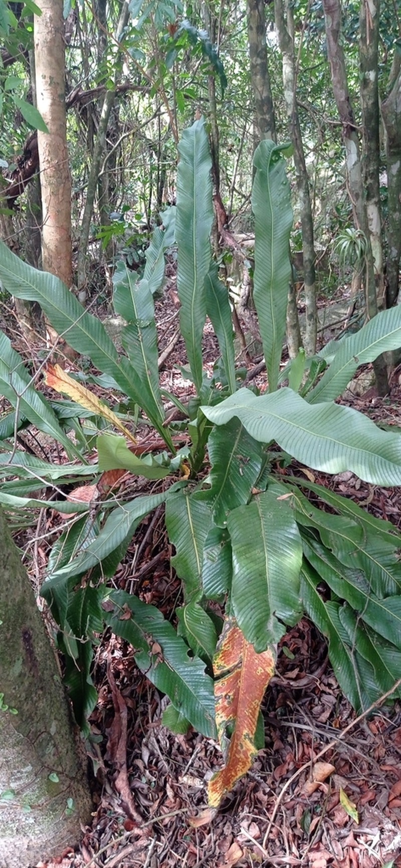 Niphidium rufosquamatum