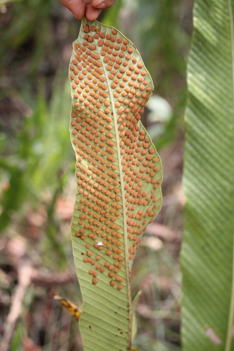 Niphidium rufosquamatum photo 2