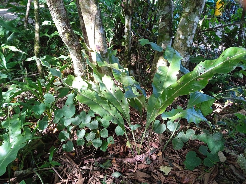 Niphidium rufosquamatum photo 3