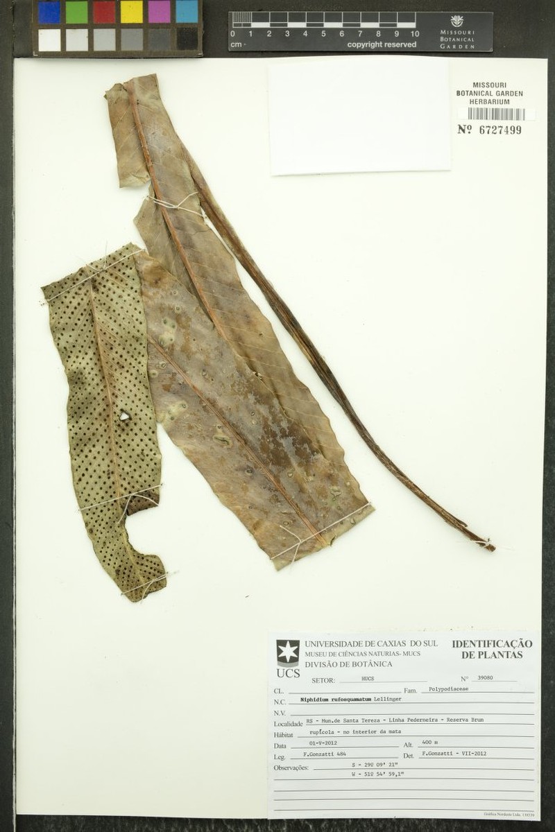 Niphidium rufosquamatum photo 5