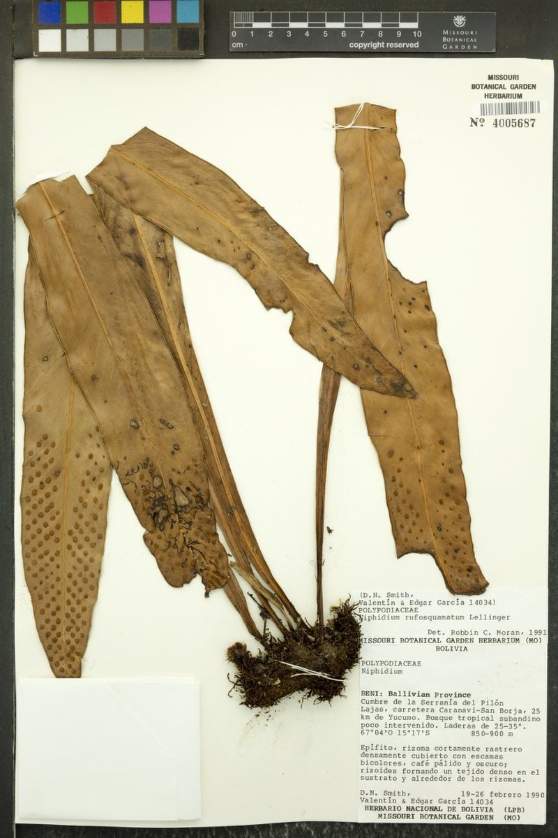 Niphidium rufosquamatum photo 6