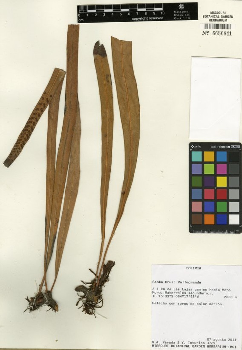 Niphidium vittaria photo 2
