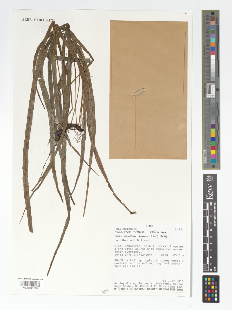 Niphidium vittaria photo 3