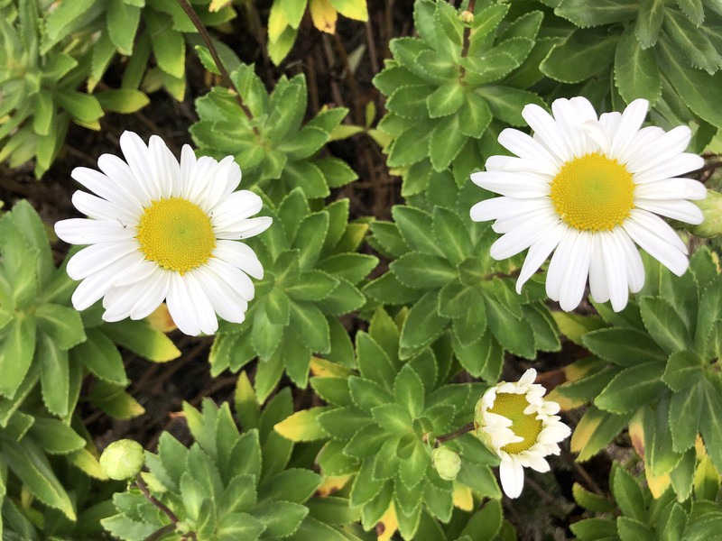Nippon Daisy photo 4