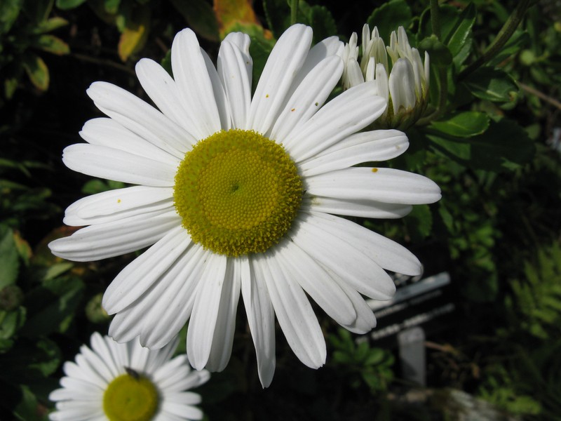 Nippon Daisy photo 2