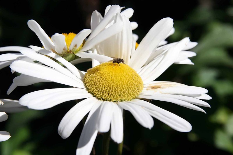Nippon Daisy photo 3