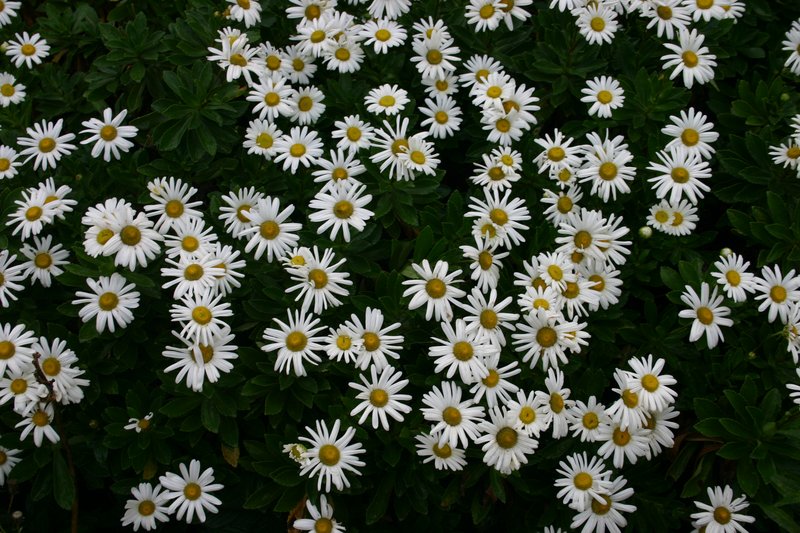 Nippon Daisy photo 5