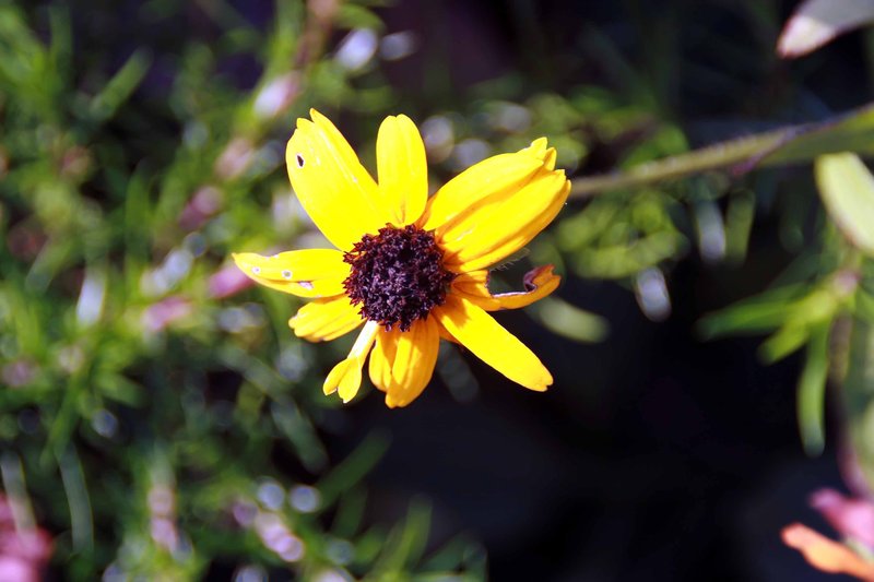 Nippon Daisy photo 6