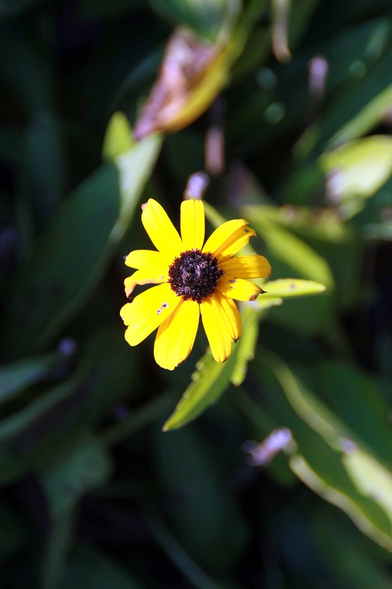 Nippon Daisy photo 7