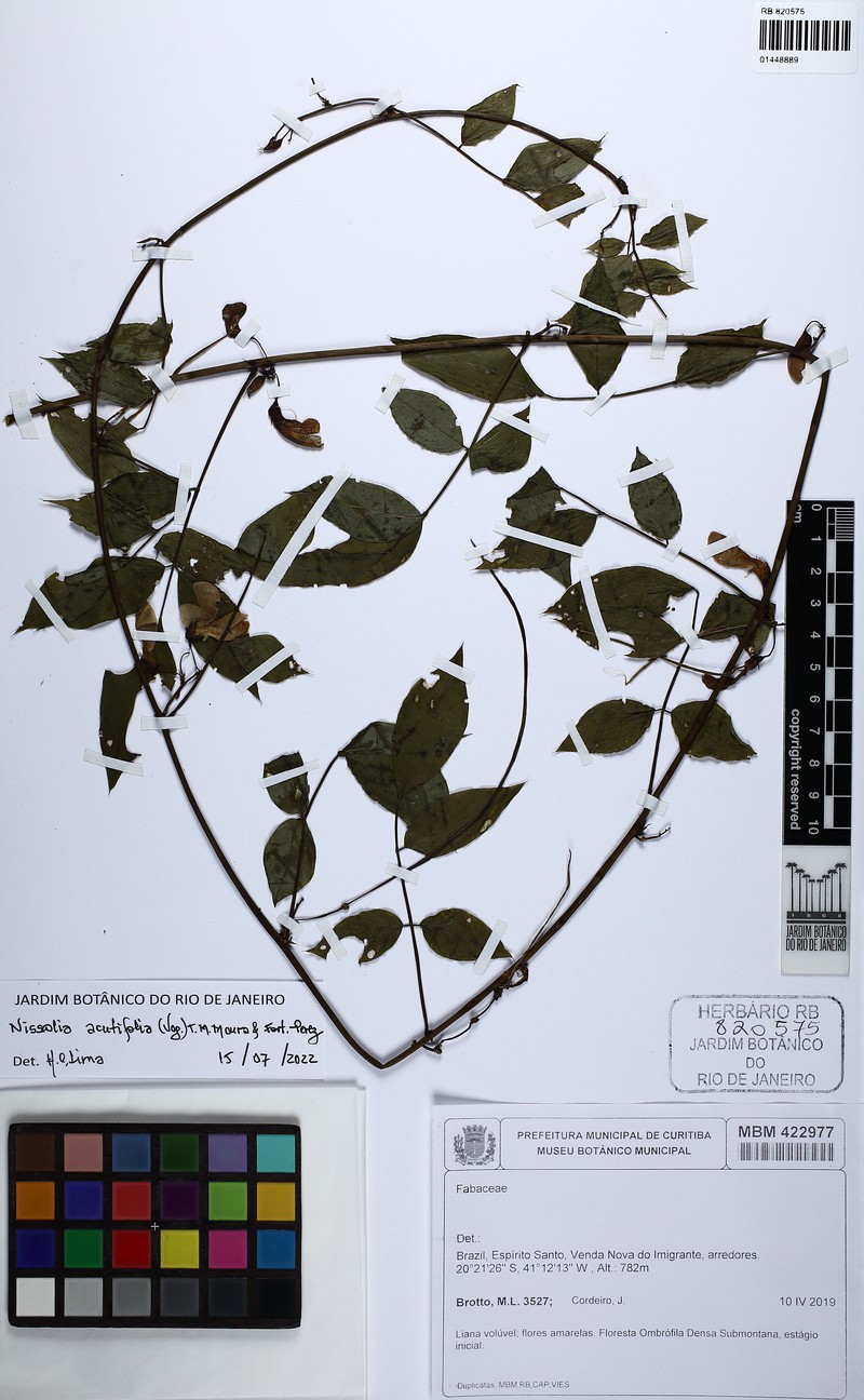 Nissolia acutifolia