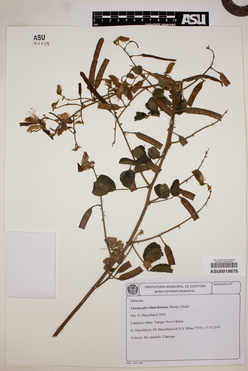 Nissolia blanchetiana