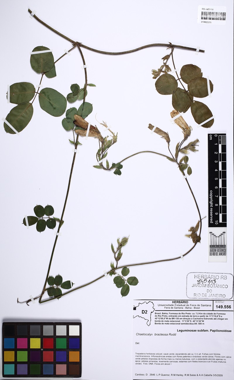 Nissolia bracteosa