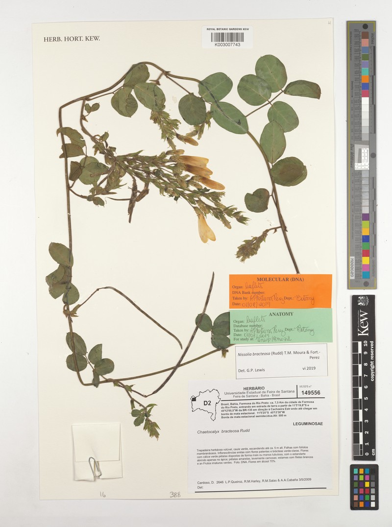 Nissolia bracteosa photo 2