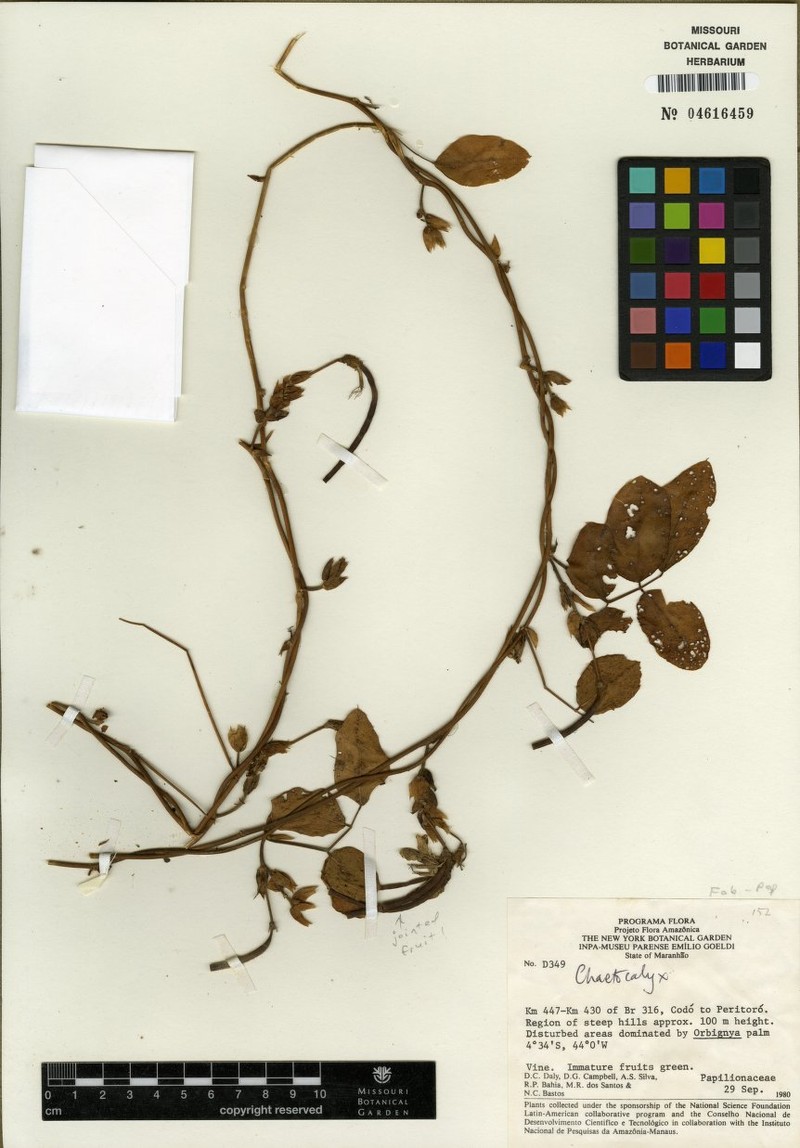 Nissolia bracteosa photo 3