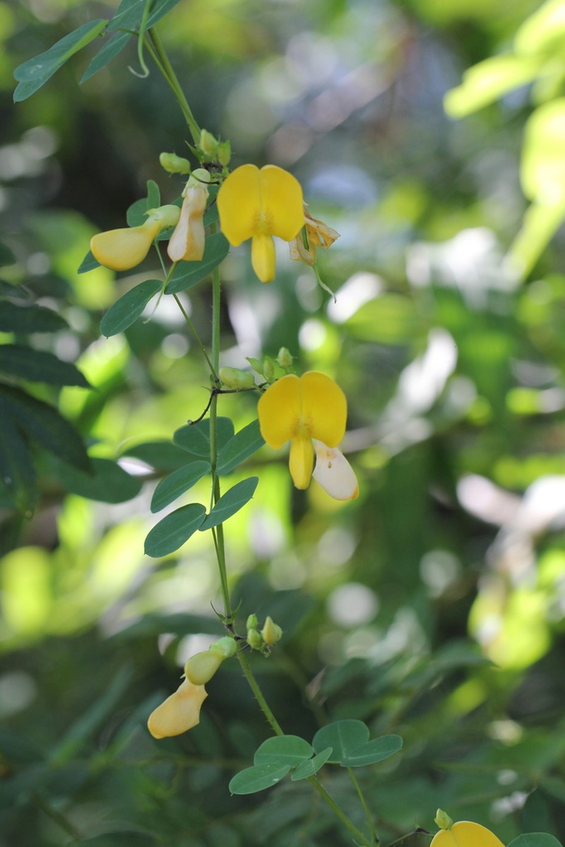 Nissolia brasiliensis