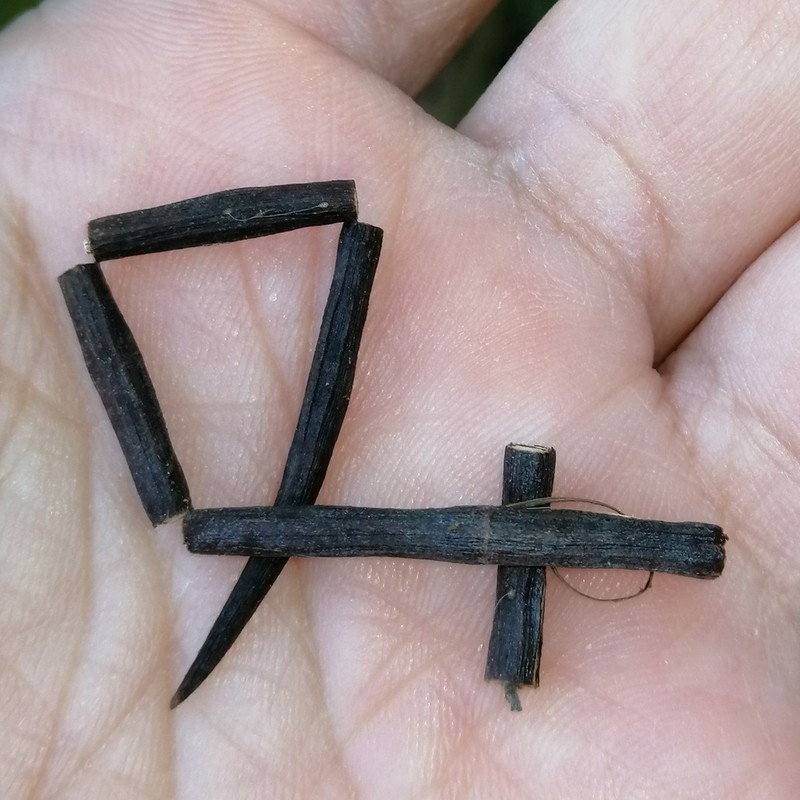 Nissolia brasiliensis photo 2