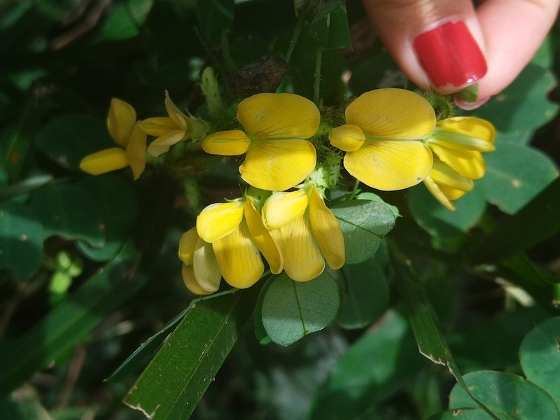 Nissolia brasiliensis photo 3