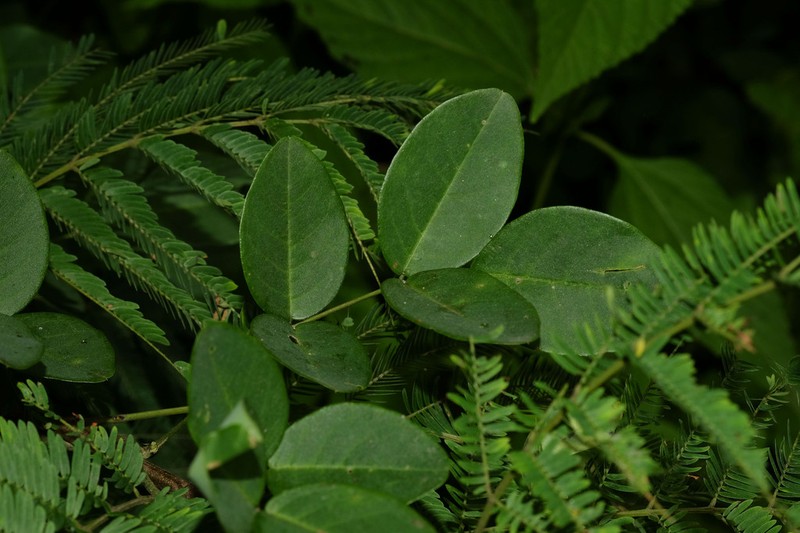 Nissolia brasiliensis photo 4