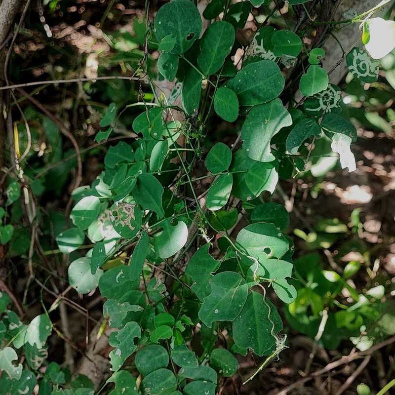 Nissolia brasiliensis photo 5