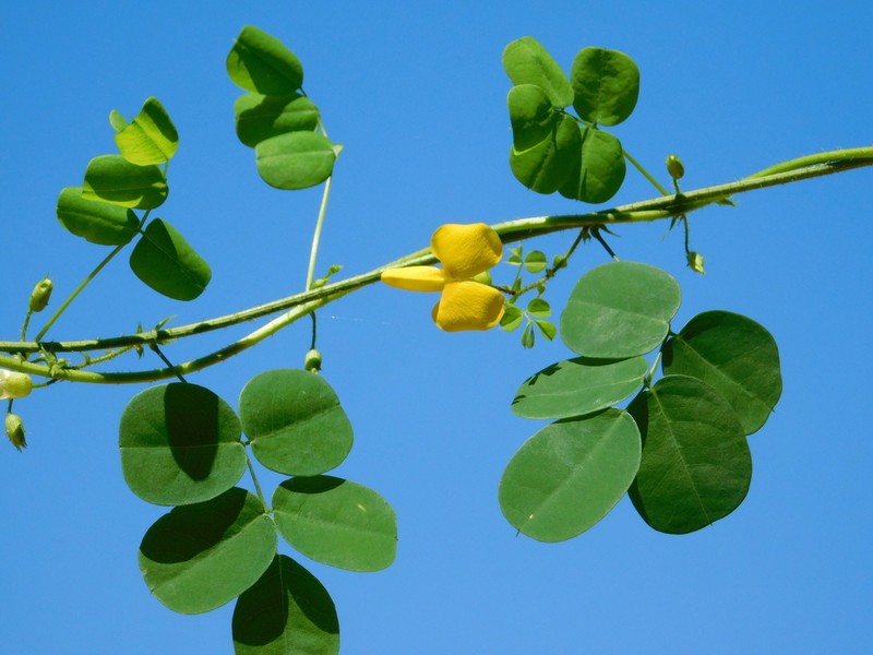 Nissolia brasiliensis photo 6