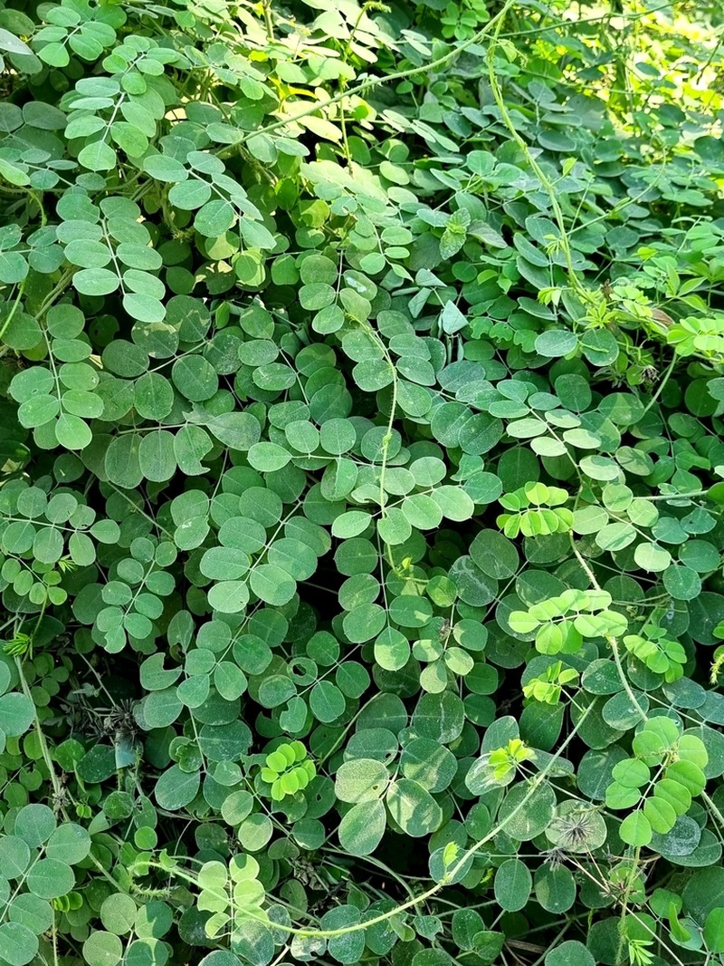 Nissolia brasiliensis photo 7
