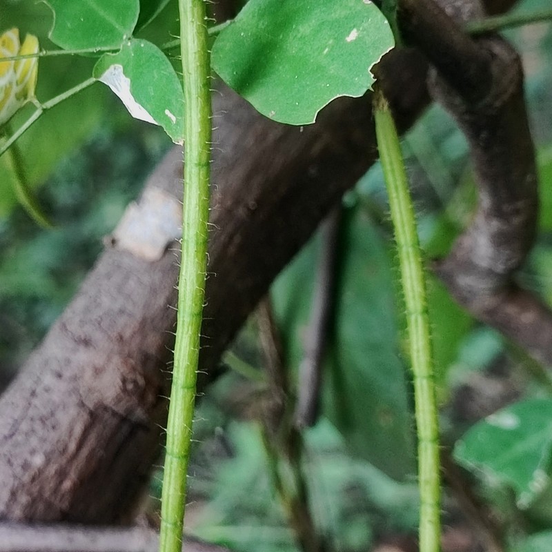 Nissolia brasiliensis photo 8