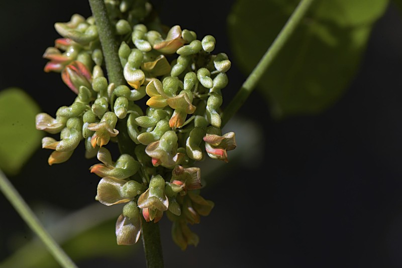 Nissolia fruticosa var. fruticosa