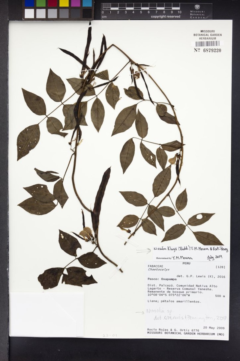 Nissolia klugii