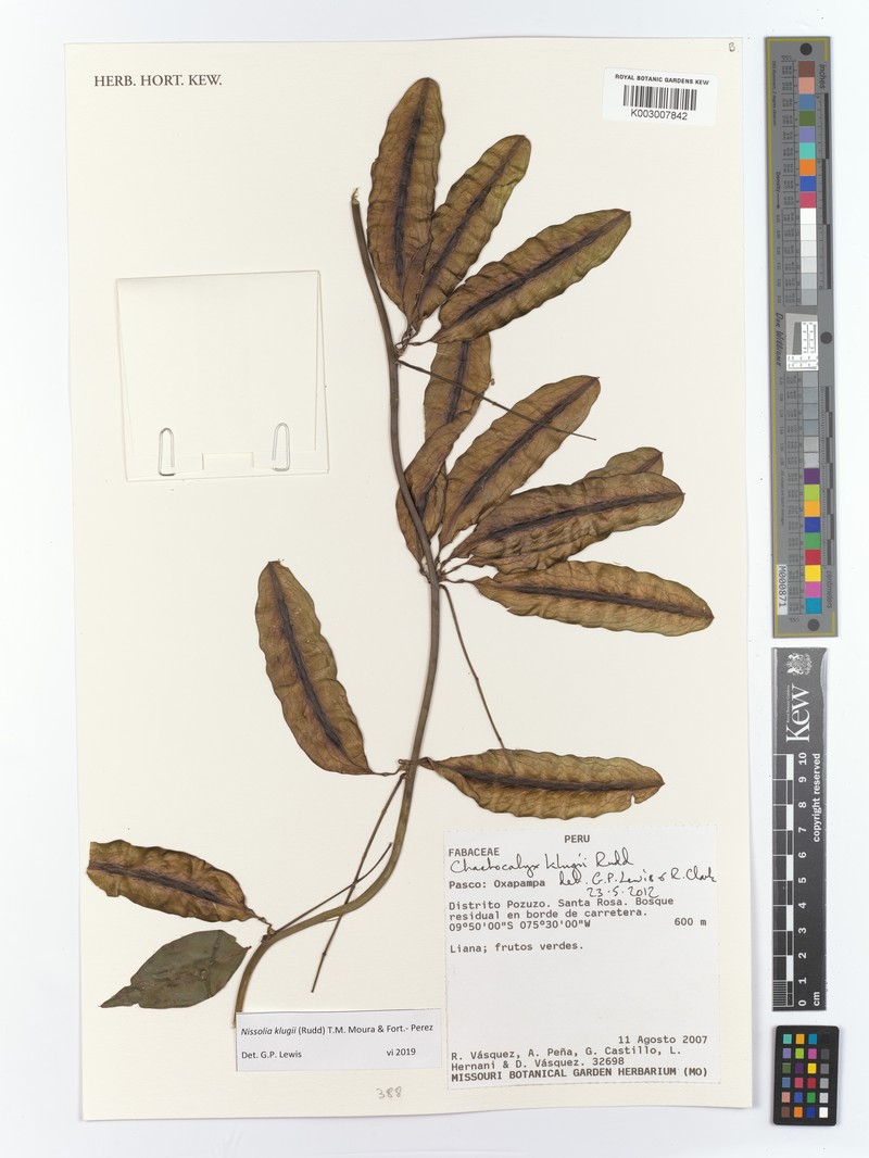 Nissolia klugii photo 3