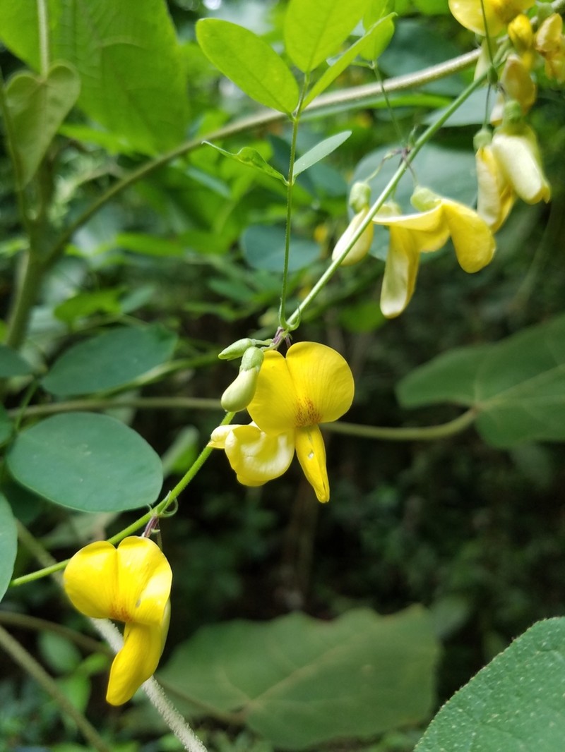 Nissolia latisiliqua
