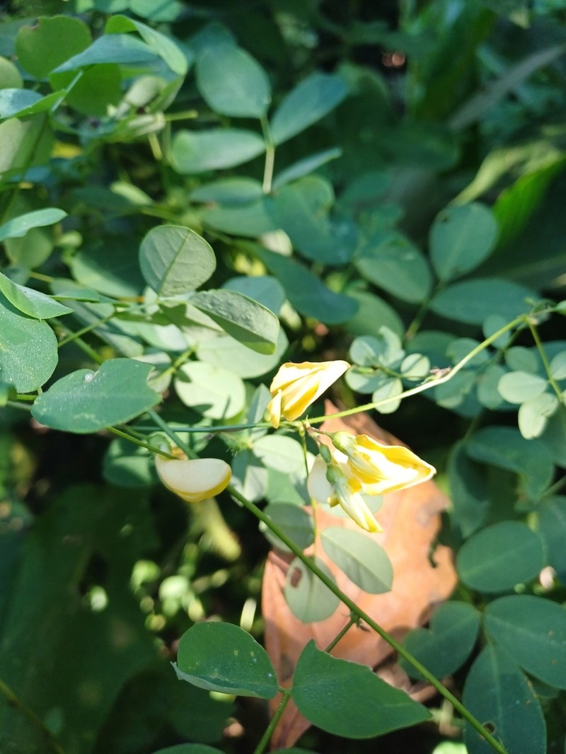Nissolia latisiliqua photo 2