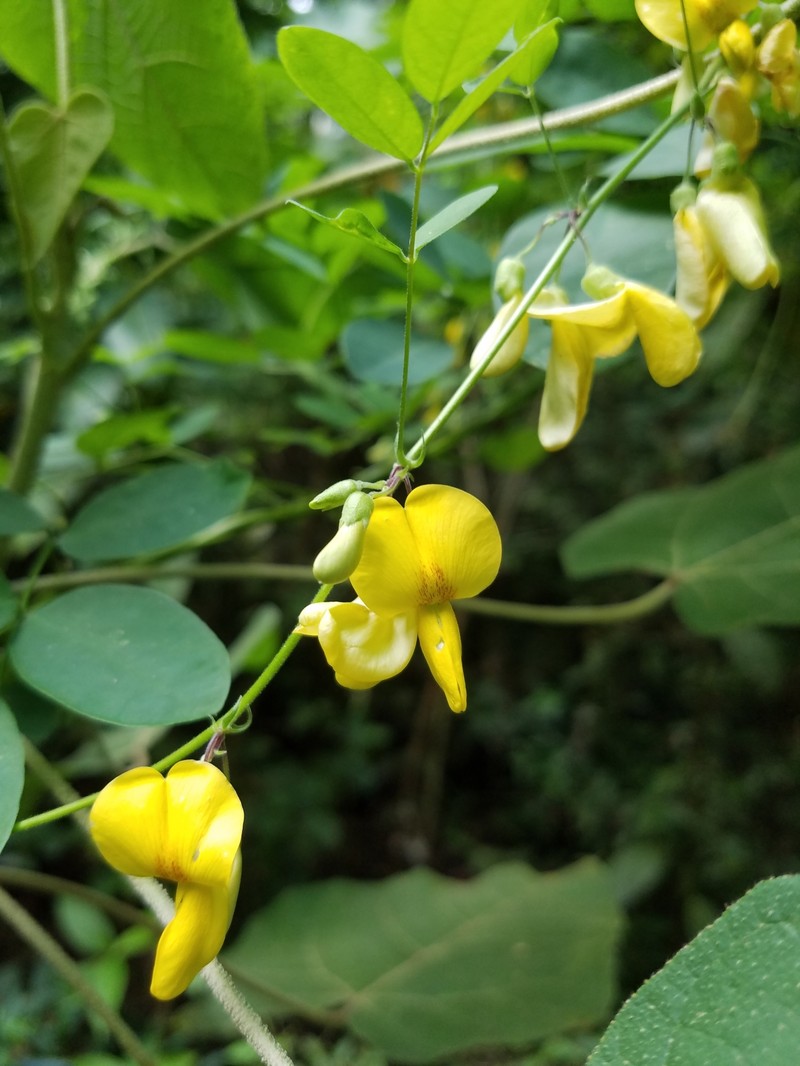 Nissolia latisiliqua photo 4