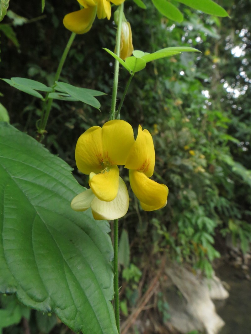 Nissolia latisiliqua photo 5