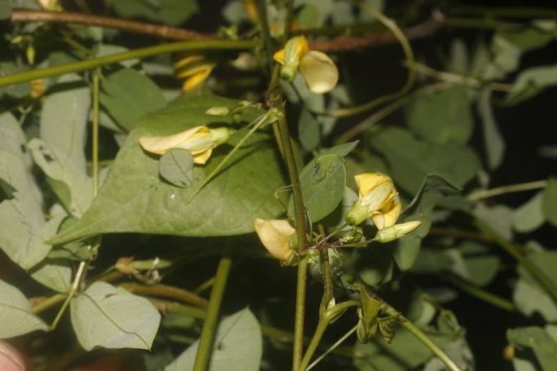 Nissolia latisiliqua photo 6