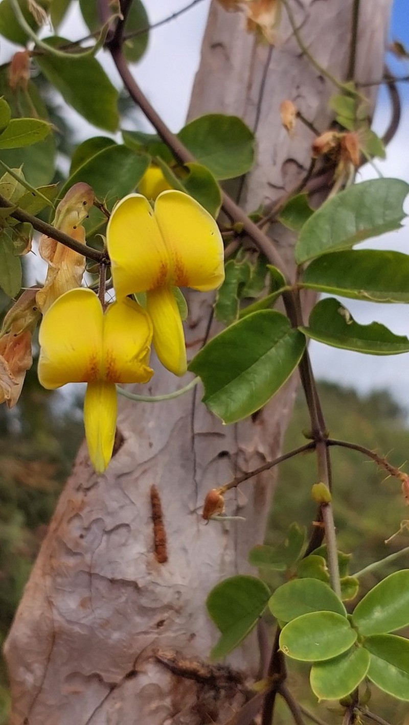 Nissolia longiflora
